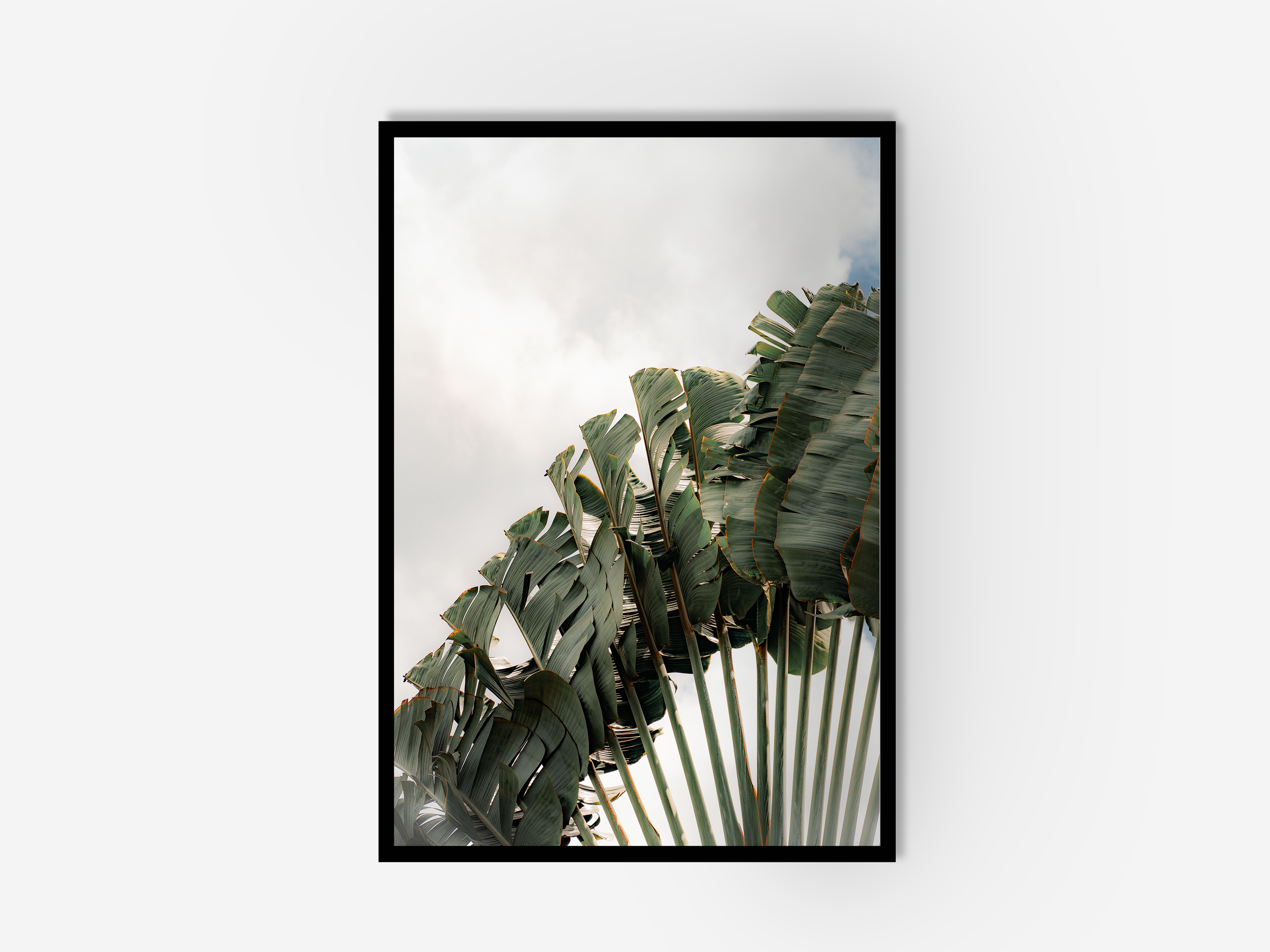 A framed photograph of palm tree leaves