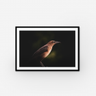 A darframed print of a brown bird with a lightly coloured belly.