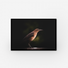 Unframed photography print of a bird