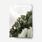 Unframed photograph print of palm tree leaves with clouds. The leaves have a hint of gold on them.