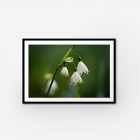 Elegant white flower in a sleek black frame, perfect contrast for a modern touch to your decor.