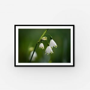 Elegant white flower in a sleek black frame, perfect contrast for a modern touch to your decor.