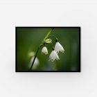 Stunning white flower encased in a black frame, a striking combination for a stylish look.
