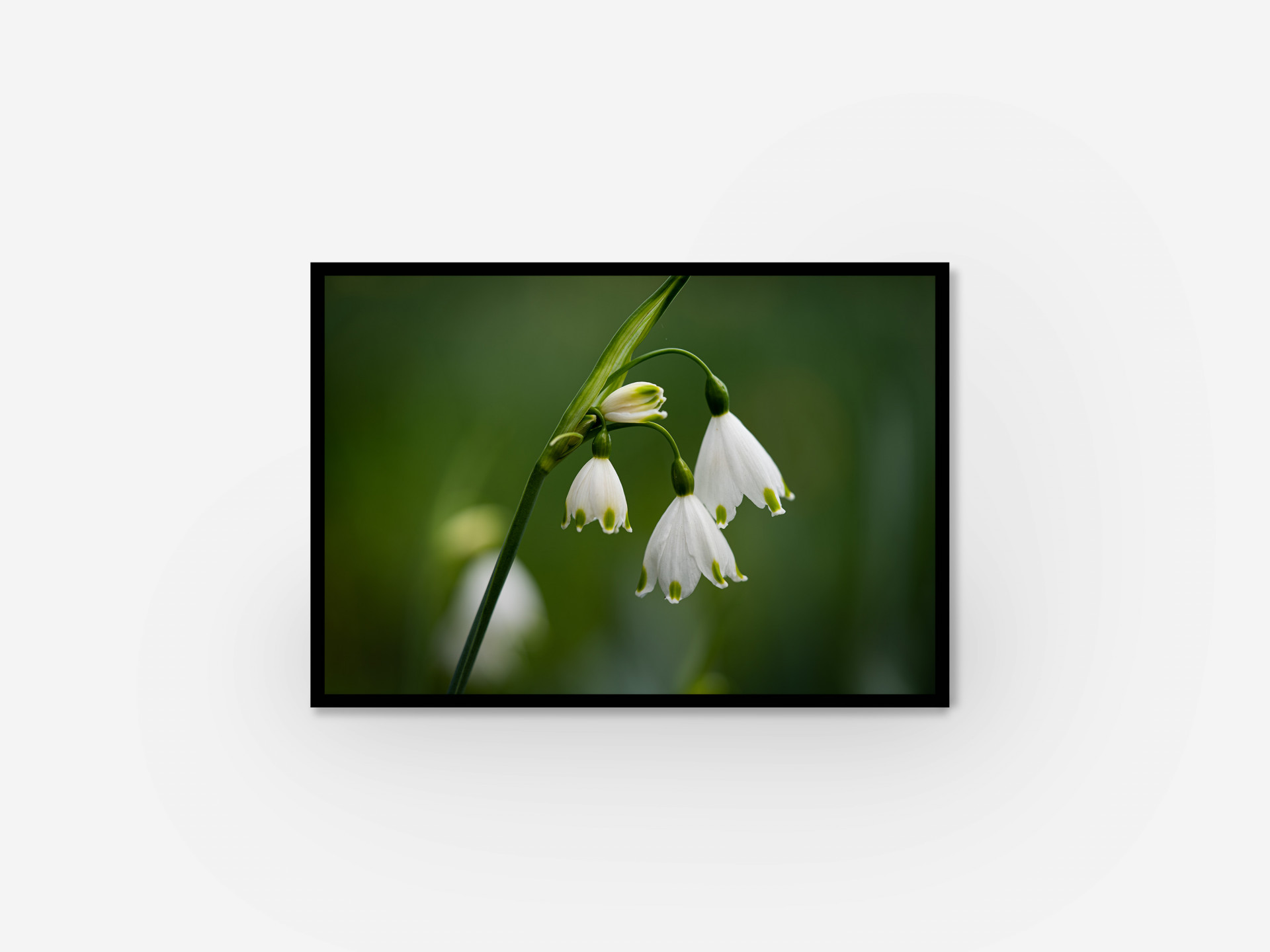 Stunning white flower encased in a black frame, a striking combination for a stylish look.
