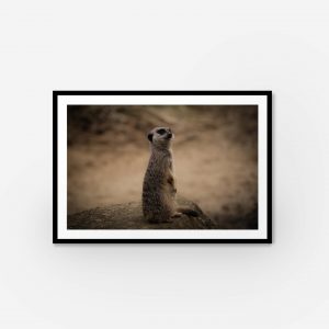 Meerkat wildlife wall art print – African animal photography on sandy desert background