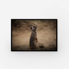 A meerkat perched on a rock in a captivating position.