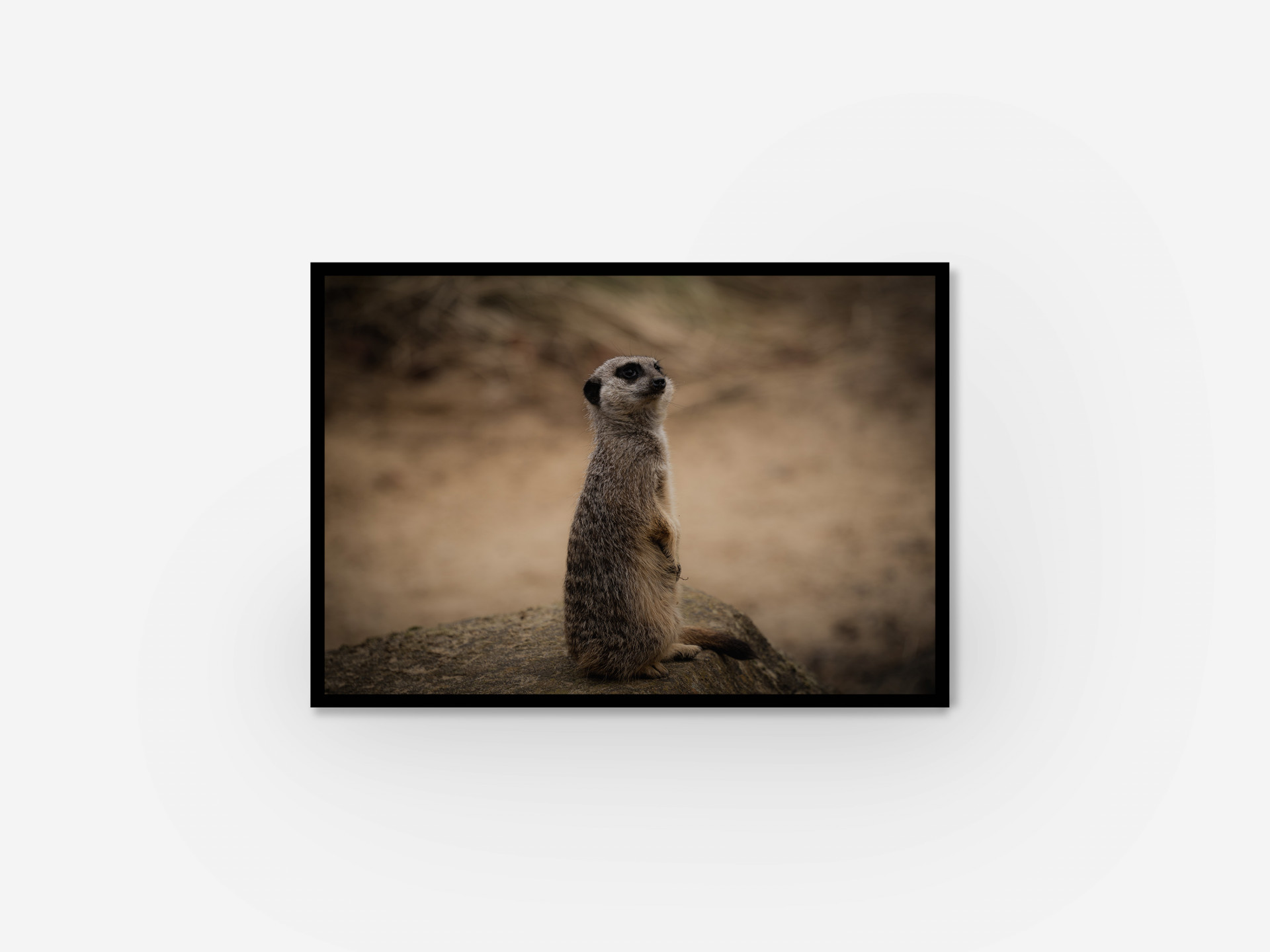 A meerkat perched on a rock in a captivating position.
