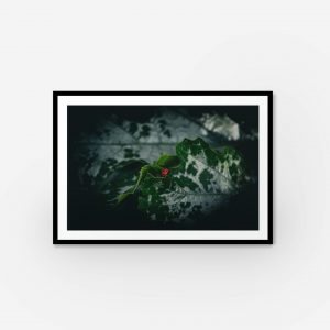 Framed wall art print of a ladybird