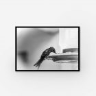 Unique wall art: a black and white photo of a hummingbird perched on a feeder.