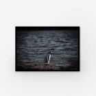 A penguin standing on rock by ocean. Framed photograph.