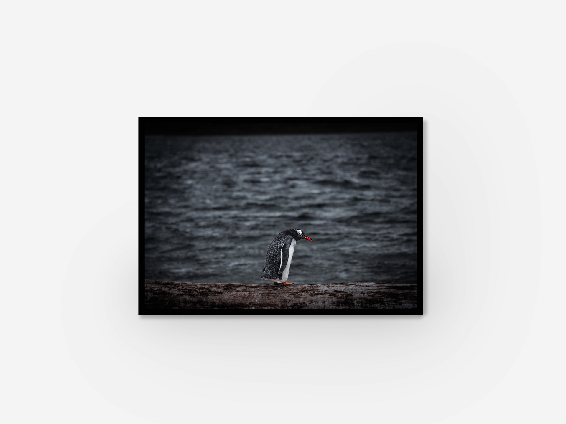 A penguin standing on rock by ocean. Framed photograph.