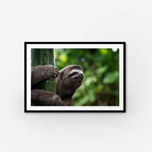A framed photograph of a sloth in the jungle