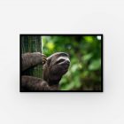 A photograph of a sloth on a green background