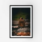 A bird sitting on a rock in a frame, a moment in the wild.