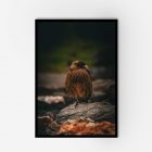 Serene bird resting on a rock within a frame, capturing tranquility in nature.