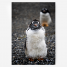Penguin in Ushuaia Argentina travel photography print – unique keepsake wall art gift for wildlife lovers and adventure travelers