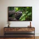framed wall art of sloth animal amazon