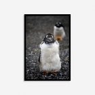 Penguin in Ushuaia Argentina travel photography print – unique keepsake wall art gift for wildlife lovers and adventure travelers