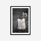 Penguin in Ushuaia Argentina travel photography print – unique keepsake wall art gift for wildlife lovers and adventure travelers