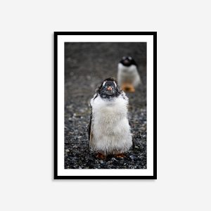 Penguin in Ushuaia Argentina travel photography print – unique keepsake wall art gift for wildlife lovers and adventure travelers