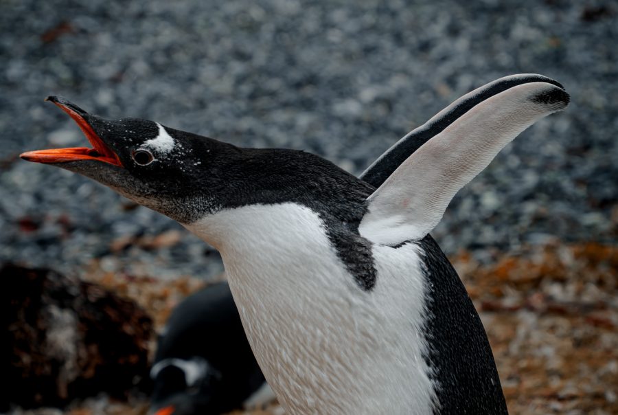 Penguin in argentina