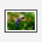 Close-up print of a delicate bluebell flower showcasing vibrant blue petals and intricate details of the bloom against a soft, blurred background.