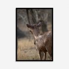 Deer close-up wall art featuring detailed fur and antlers, with the animal gazing into the distance against a serene natural outdoor backdrop.