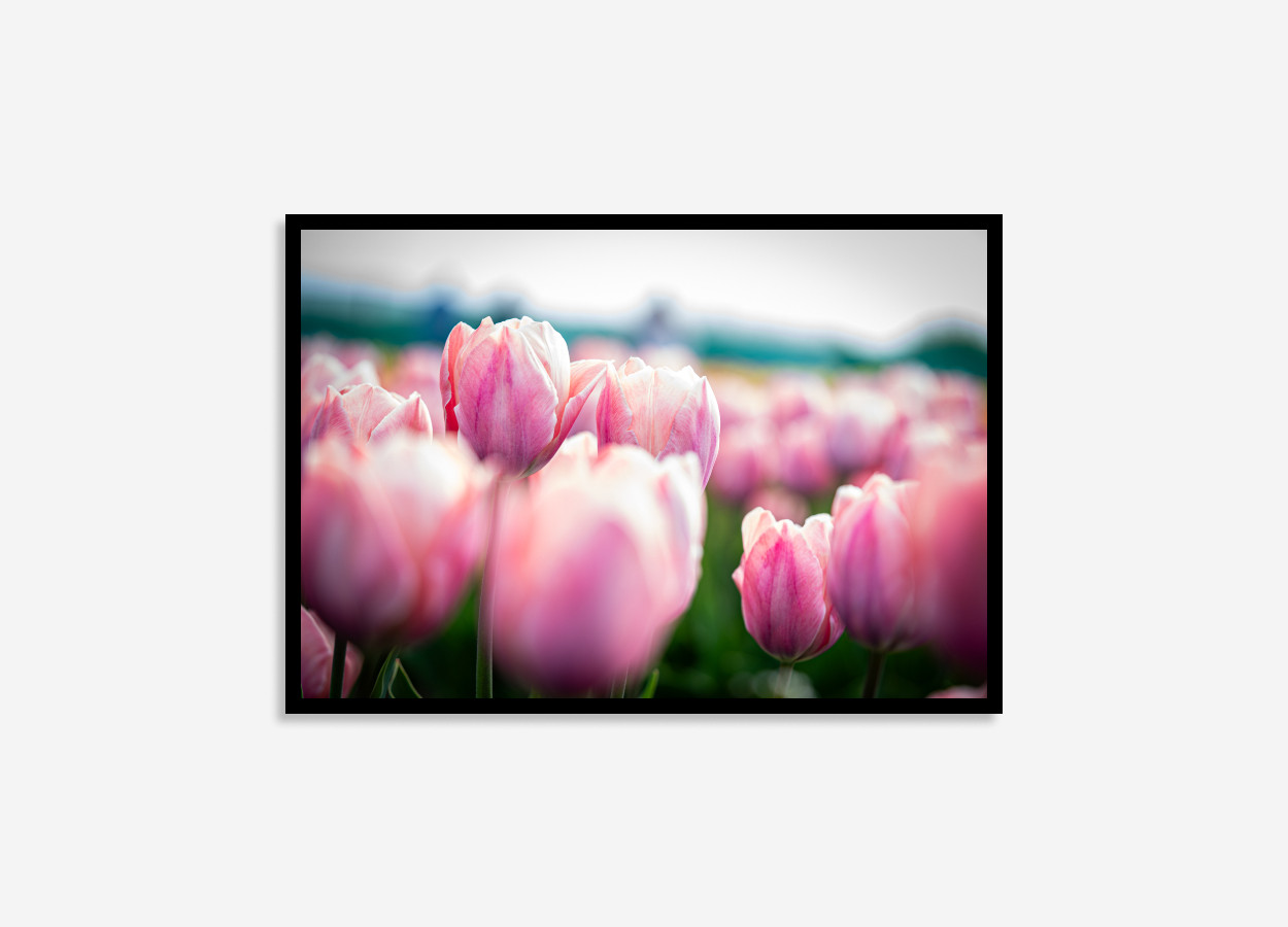 Detailed close-up of bright pink tulips with soft petals, capturing the elegance and freshness of spring in this beautiful wall art print.