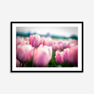 Close-up print of vibrant pink tulips with delicate petals, showcasing natural beauty and soft textures in stunning wall art.
