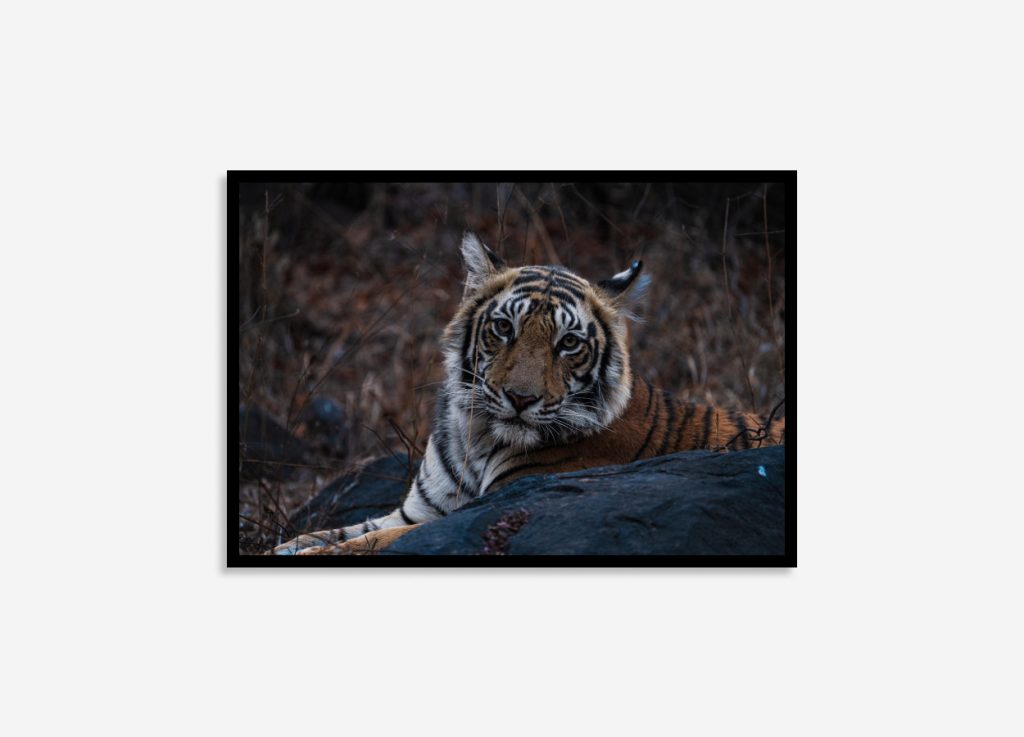 Close-up of a tiger staring directly at the viewer, highlighting its striking eyes, vivid orange fur, and bold black stripes in sharp detail