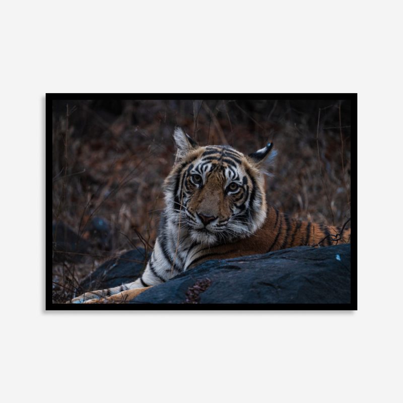 Close-up of a tiger staring directly at the viewer, highlighting its striking eyes, vivid orange fur, and bold black stripes in sharp detail