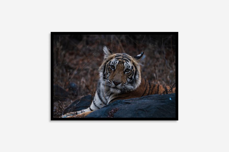 Close-up of a tiger staring directly at the viewer, highlighting its striking eyes, vivid orange fur, and bold black stripes in sharp detail