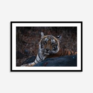Close-up of a tiger’s intense gaze, showcasing its detailed fur pattern and piercing eyes as it looks directly at the viewer.