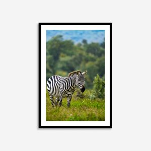 Zebra Landscape Print | African Wildlife Art