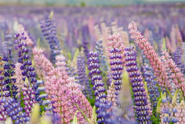 Lupin New Zealand spring flowers