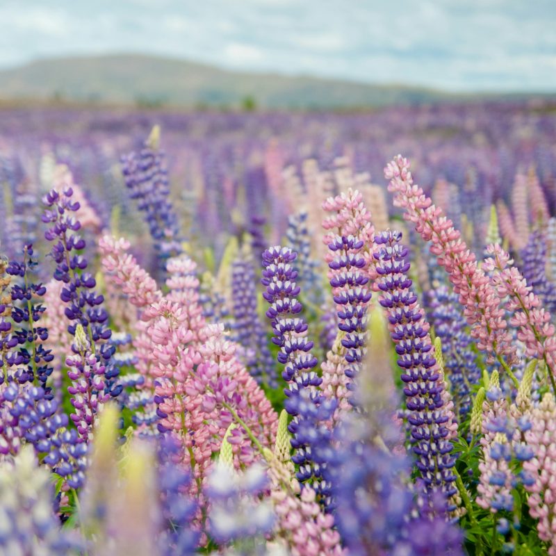 Lupin New Zealand spring flowers