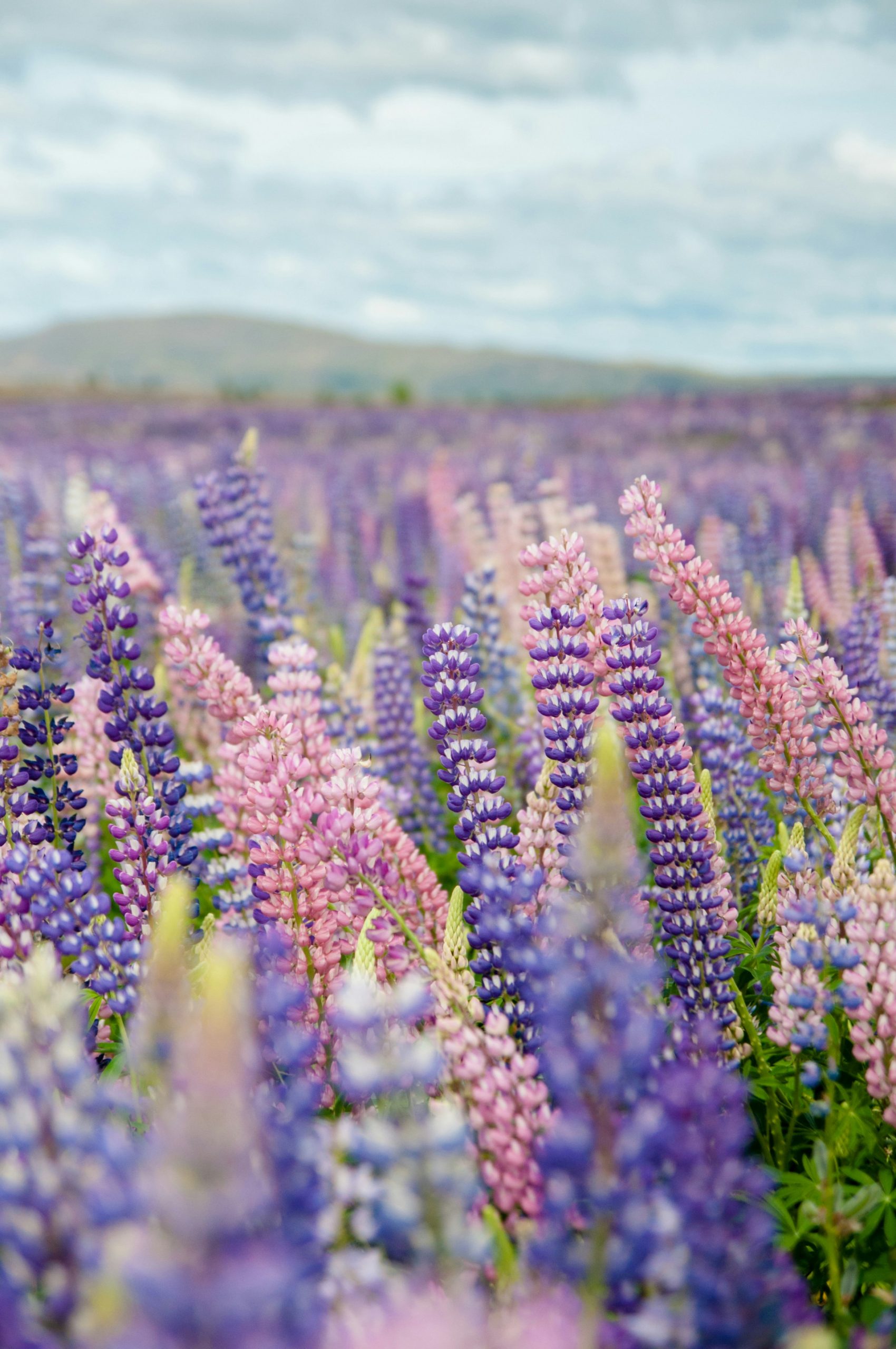 Best Countries to Experience Spring Around the World